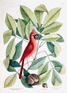 Print of Mark Catesby's painting of the Cardinal in a hickory tree.