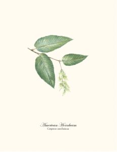 American Hornbeam