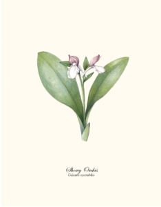 Showy Orchis