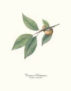 Common Persimmon