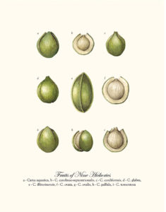 Fruits of Nine Hickories