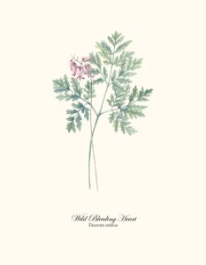 Wild Bleeding Heart