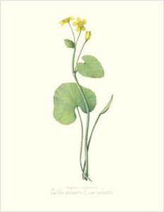 Marsh Marigold
