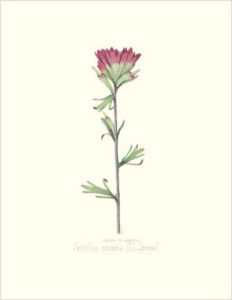 Indian Paintbrush