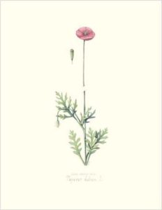 Long-headed Poppy
