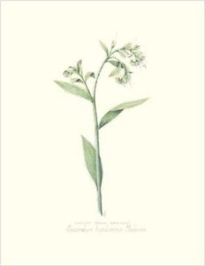 Eastern Prairie Marbleseed