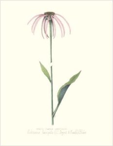 Smooth Purple Coneflower