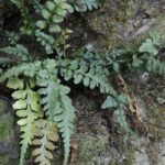 Asplenium trudellii